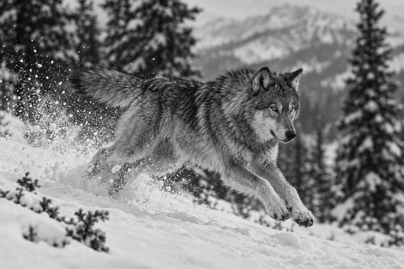A wolf driving off its hind legs through fresh snow